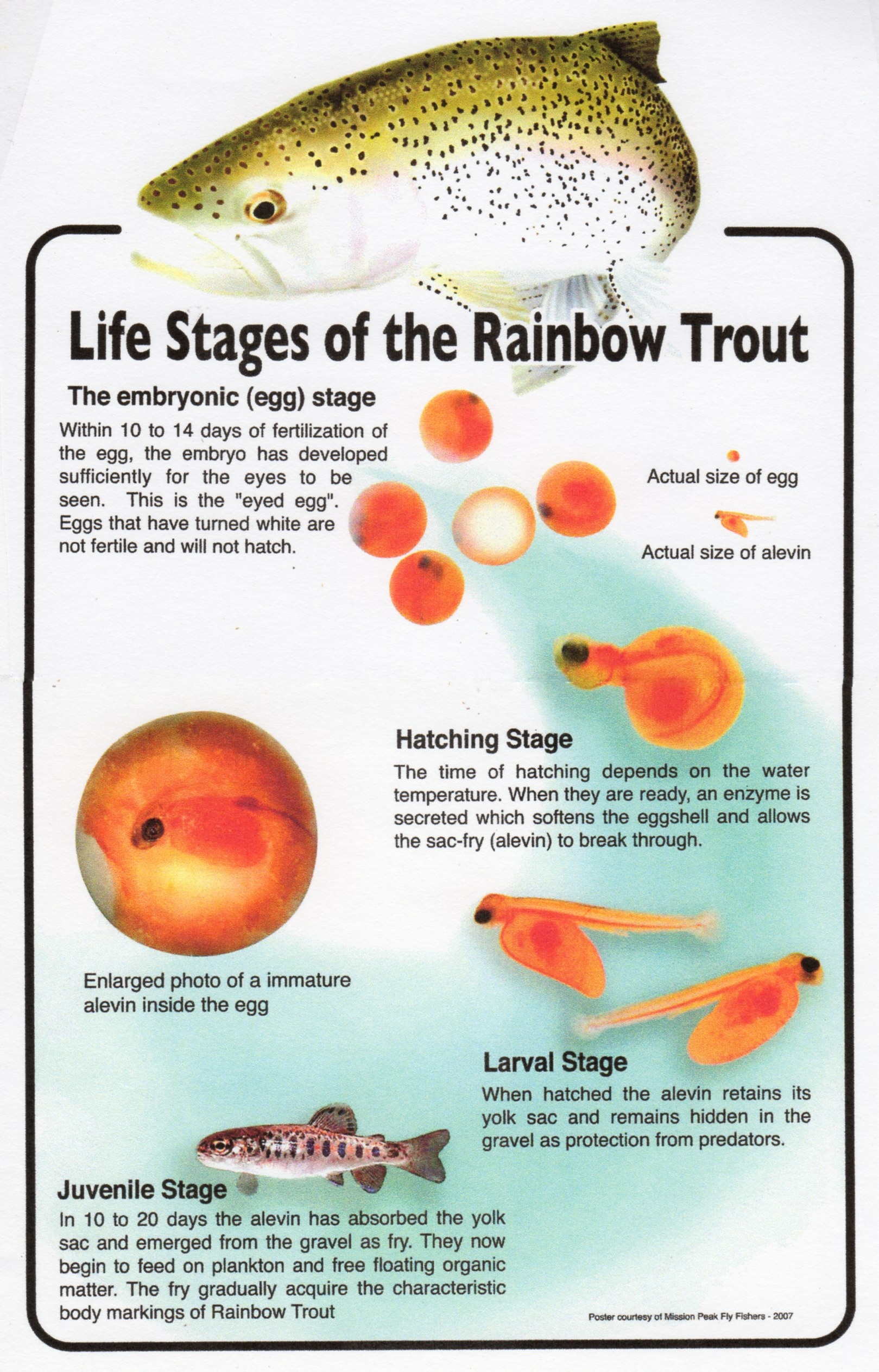 Trout in the Classroom Program Alameda Creek Alliance — Bringing